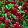 Cerises lisses (gélatine de boeuf certifié halal )