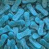 Langues BLEUES à la Framboise sucrées (gélatine de boeuf halal)